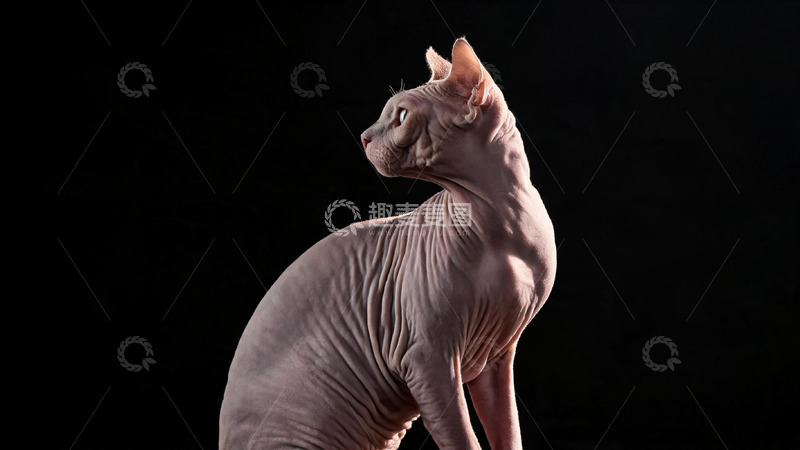 高清大图下载【趣麦麦图】-写实风无毛猫侧影摄影素材