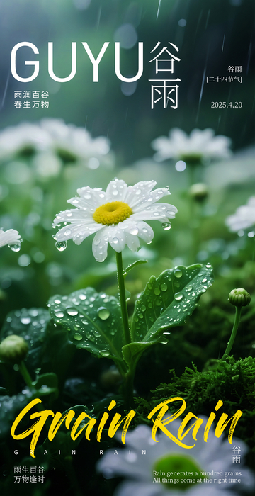 摄影风谷雨时节雏菊雨景设计素材