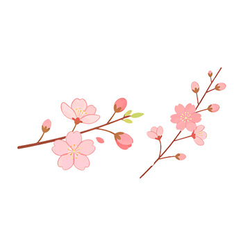 手绘风樱花枝条插画设计素材