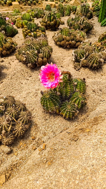 厦门植物园写实风沙漠仙人掌开花设计素材