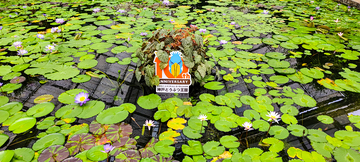 写实风日本神户池塘荷花绿叶自然摄影素材