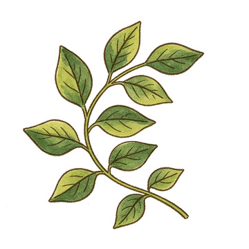 手绘风绿叶枝条植物插画设计素材
