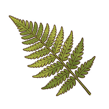 手绘风蕨类植物叶子设计素材