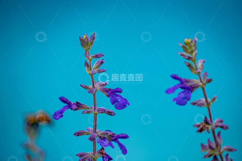 高清大图下载【趣麦麦图】微距摄影紫色鼠尾草蓝色背景植物素材