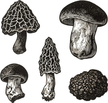 黑白木刻菌菇图鉴版画插画1