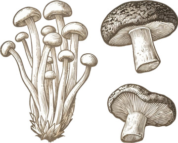 黑白木刻菌菇图鉴版画插画2