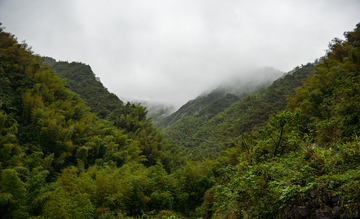 写实风云雾缭绕的翠绿竹林山谷摄影素材