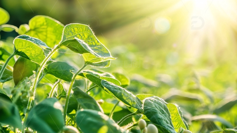 高清大图下载【趣麦麦图】阳光下绿油油的大豆田