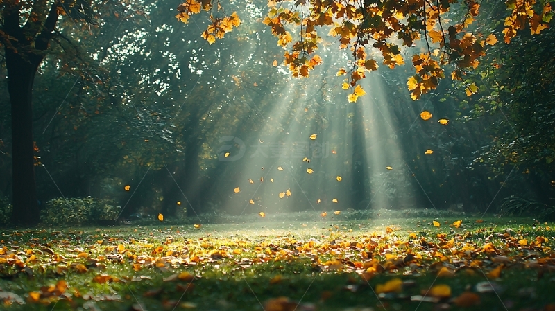 高清大图下载【趣麦麦图】阳光穿过树林落叶