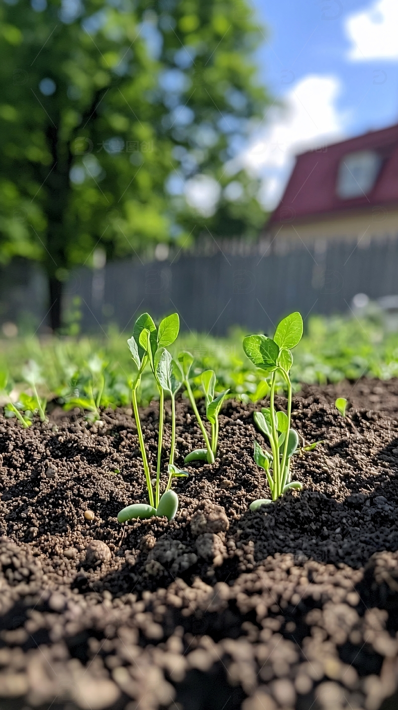 高清大图下载【趣麦麦图】阳光下破土而出的幼苗
