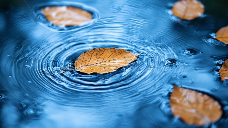 高清大图下载【趣麦麦图】落叶在水面上荡起涟漪