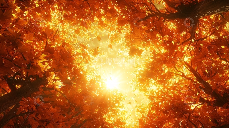 高清大图下载【趣麦麦图】阳光穿透橙色树叶的光芒