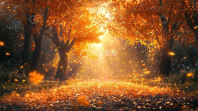 高清大图下载【趣麦麦图】秋日森林落叶金光
