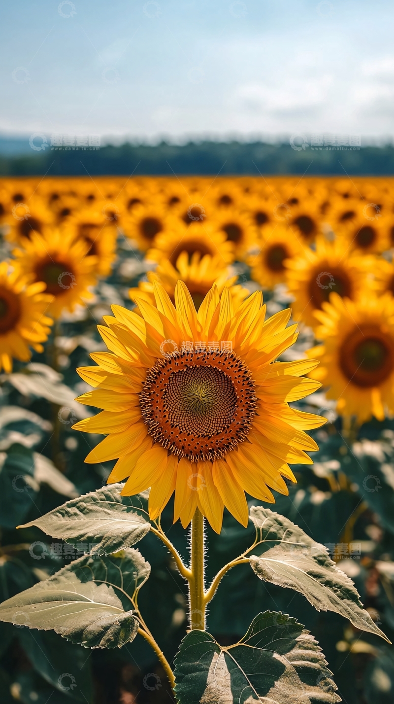 高清大图下载【趣麦麦图】向日葵花田高清壁纸