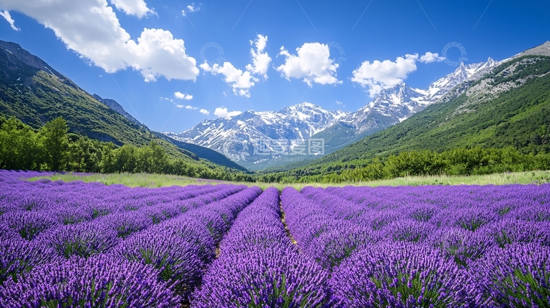 高清大图下载【趣麦麦图】薰衣草田园雪山风景