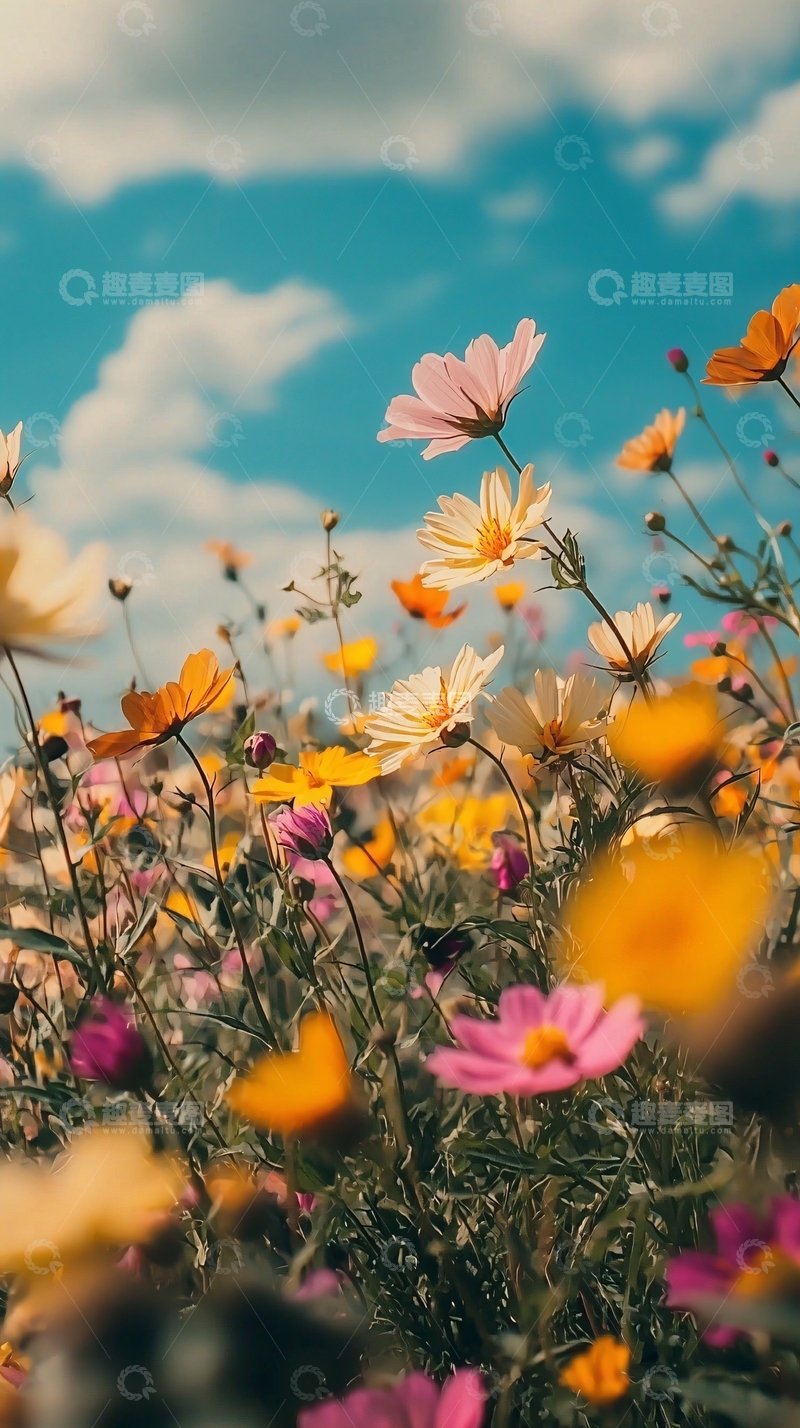 高清大图下载【趣麦麦图】阳光明媚下的彩色花田