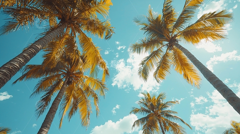 高清大图下载【趣麦麦图】抬头仰望椰子树