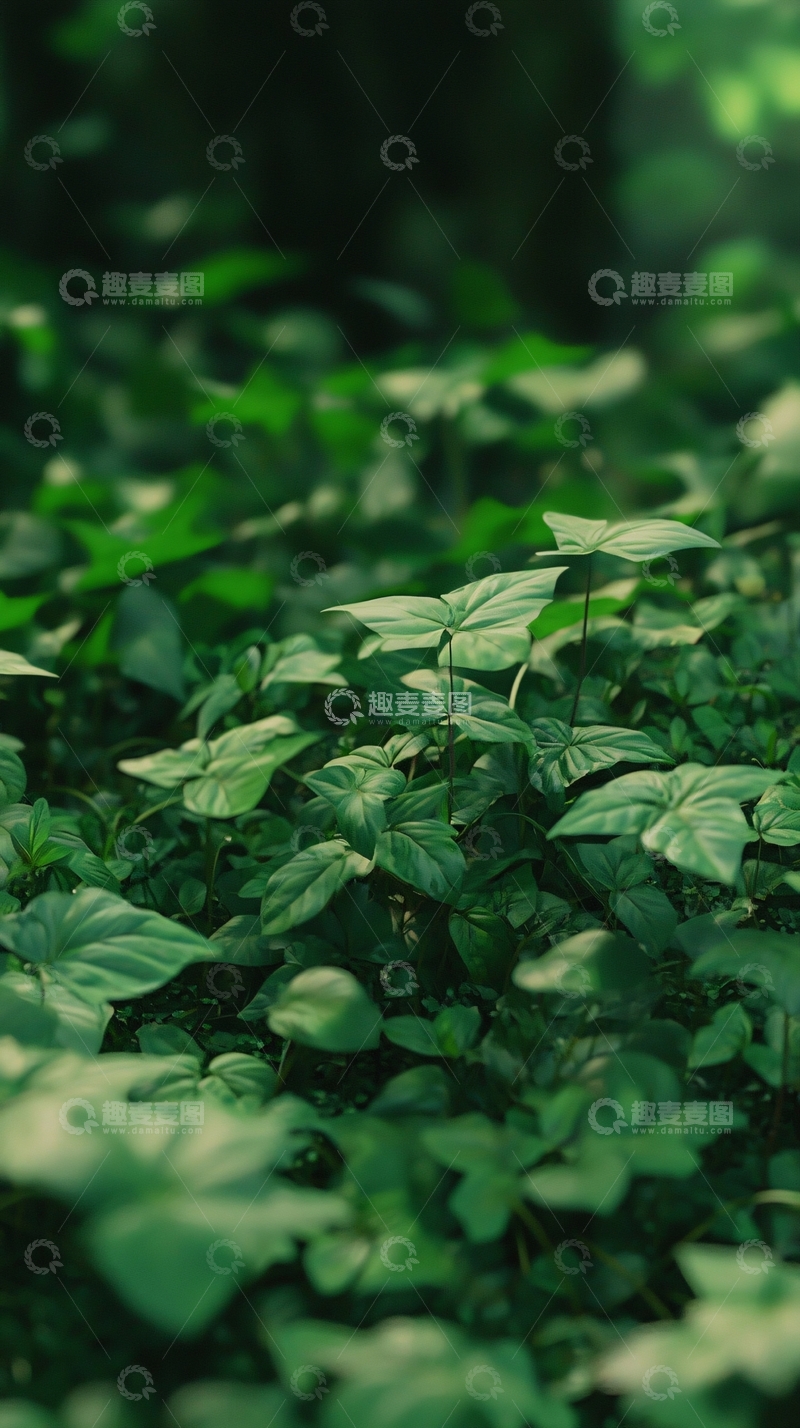 高清大图下载【趣麦麦图】深绿灌木丛地面覆盖
