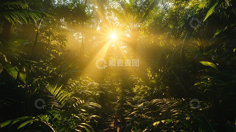 高清大图下载【趣麦麦图】阳光透过树林