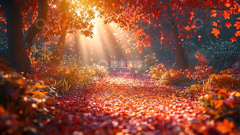 高清大图下载【趣麦麦图】秋日森林光线穿透
