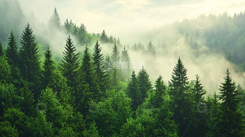 高清大图下载【趣麦麦图】雾气缭绕的绿色森林