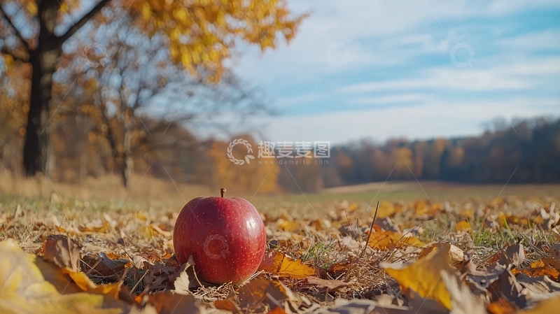 高清大图下载【趣麦麦图】秋日红苹果