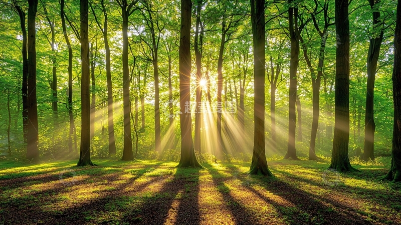 高清大图下载【趣麦麦图】阳光透过树林