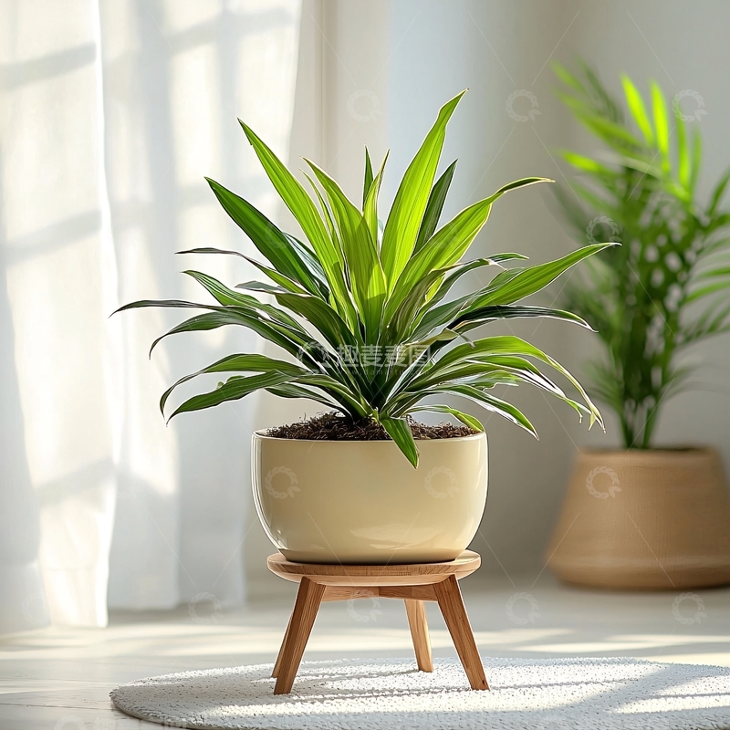 高清大图下载【趣麦麦图】家居绿植盆栽