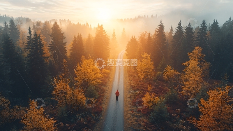 高清大图下载【趣麦麦图】金色阳光下的森林小路