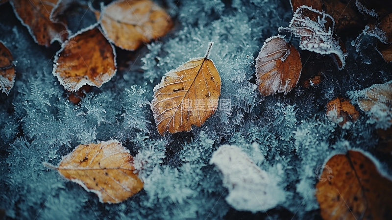 高清大图下载【趣麦麦图】冰冻落叶