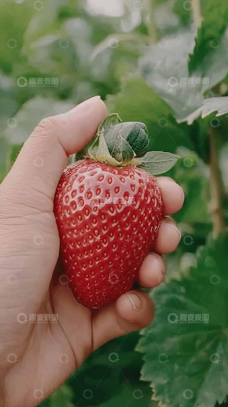 高清大图下载【趣麦麦图】手握一颗新鲜草莓