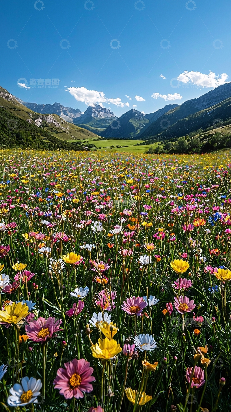 高清大图下载【趣麦麦图】繁花盛开的山谷