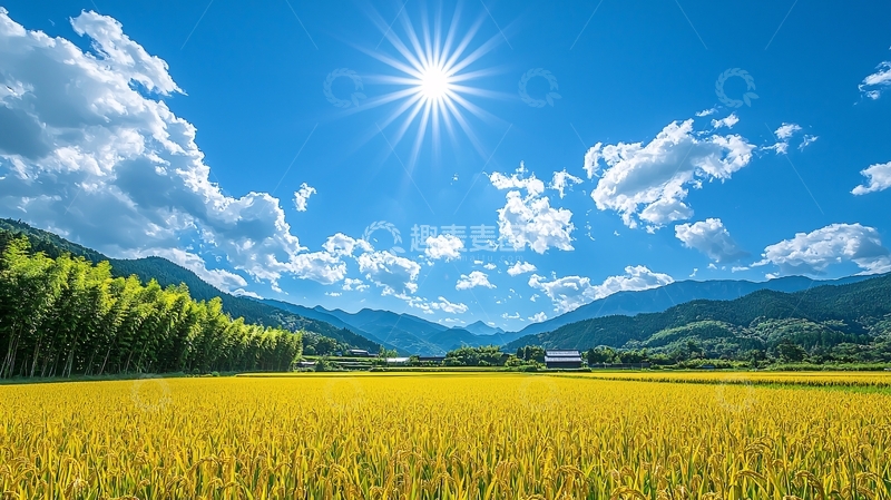高清大图下载【趣麦麦图】阳光明媚的稻田风景