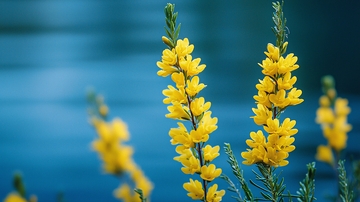 蓝色背景下的黄色花朵