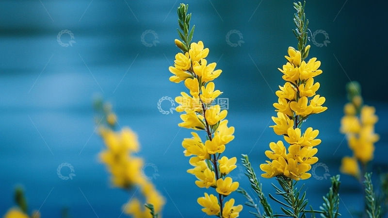 高清大图下载【趣麦麦图】蓝色背景下的黄色花朵