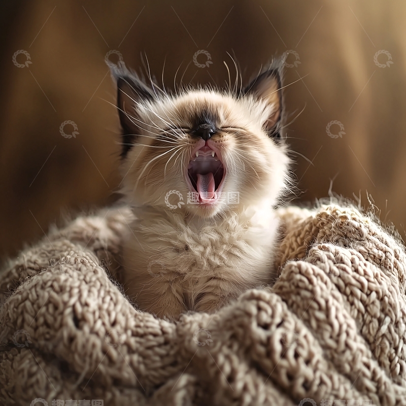 高清大图下载【趣麦麦图】可爱的小猫打哈欠