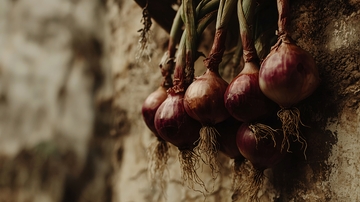 紫红色小洋葱挂在树干上