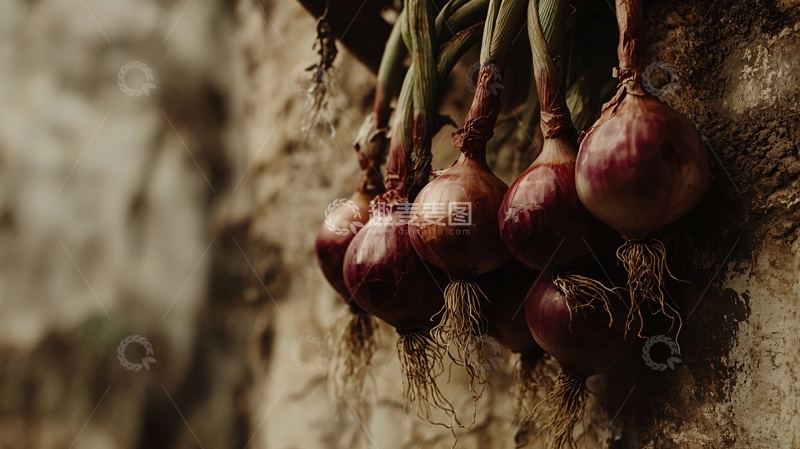 高清大图下载【趣麦麦图】紫红色小洋葱挂在树干上