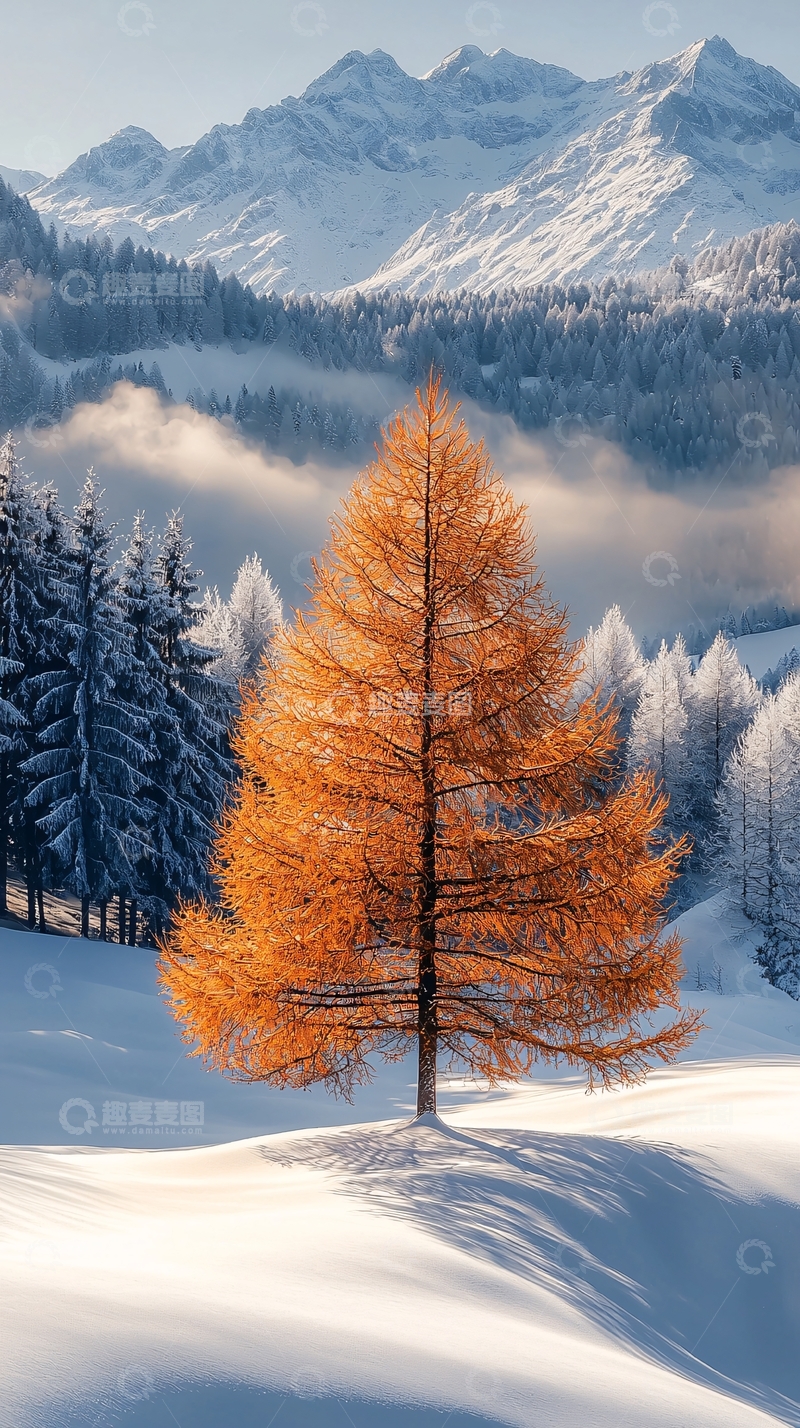 高清大图下载【趣麦麦图】雪地金黄色树木