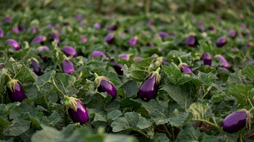 紫色茄子田园风光