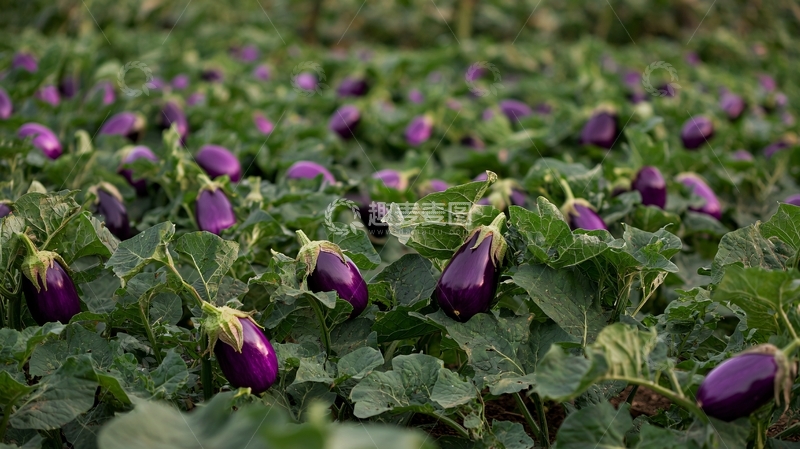 高清大图下载【趣麦麦图】紫色茄子田园风光