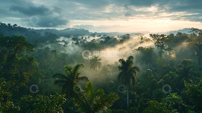 高清大图下载【趣麦麦图】雾气缭绕的热带雨林