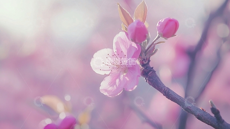 高清大图下载【趣麦麦图】粉色桃花