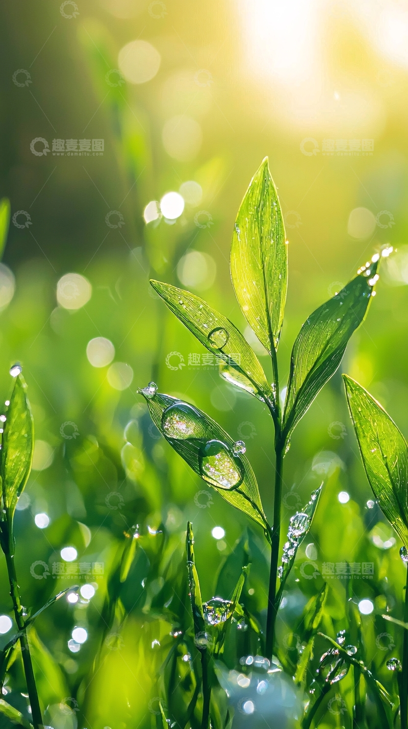 高清大图下载【趣麦麦图】清晨阳光下的绿叶