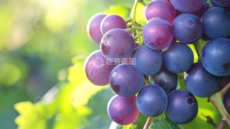 高清大图下载【趣麦麦图】阳光下成熟的紫红色葡萄