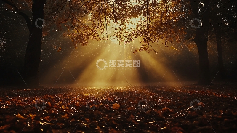 高清大图下载【趣麦麦图】金色阳光穿过树林