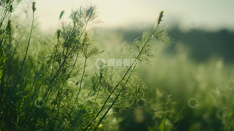 高清大图下载【趣麦麦图】清晨阳光下的绿草