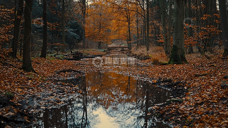 高清大图下载【趣麦麦图】秋日森林小溪流水