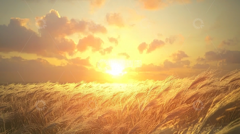 高清大图下载【趣麦麦图】金色麦田日落
