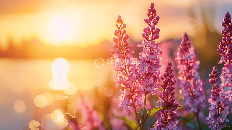 高清大图下载【趣麦麦图】日落余晖下的粉色花朵